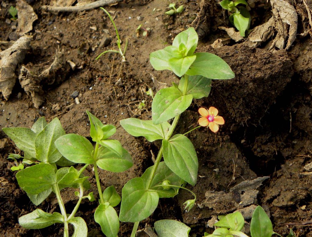Lysimachia arvensis ( = Anagallis arvensis), Primulaceae